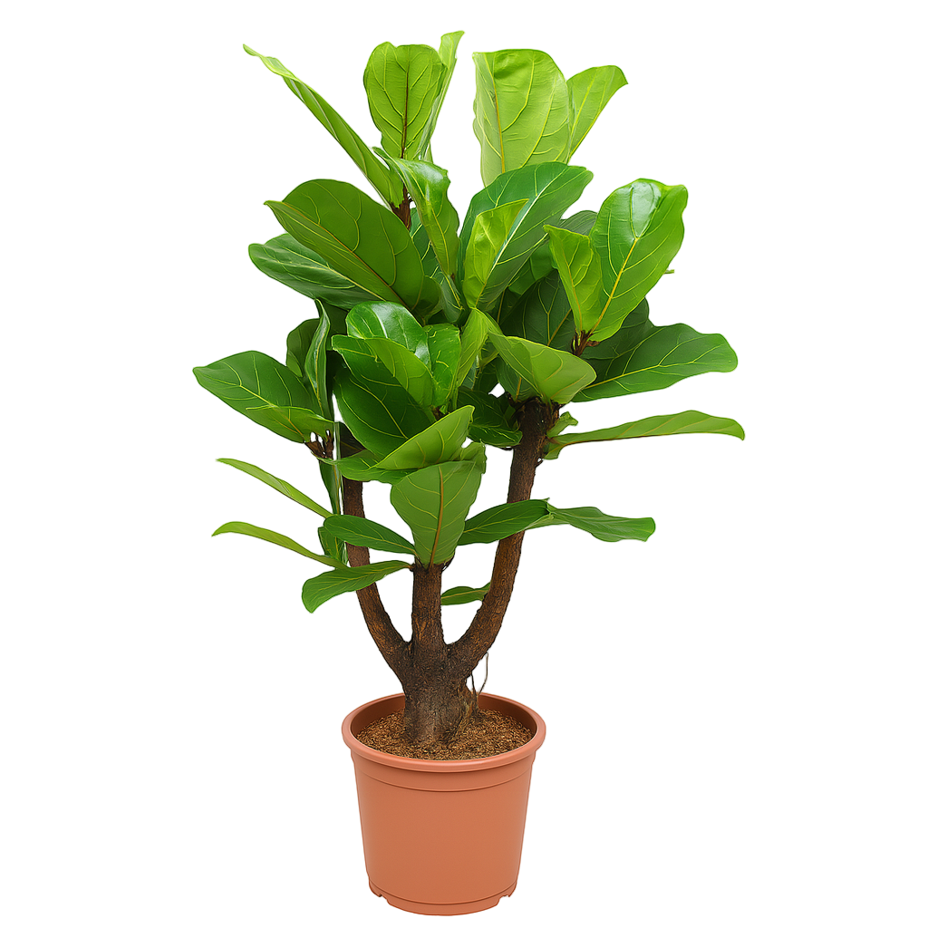 Ficus Lyrata vertakt | ↑120 cm | Ø27 cm