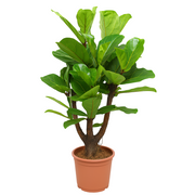 Ficus Lyrata vertakt | ↑120 cm | Ø27 cm