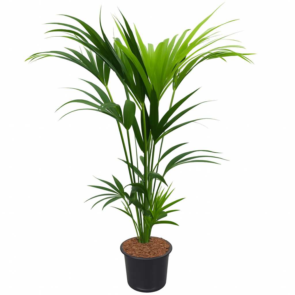 Howea Forsteriana | ↑130cm | Ø21 cm