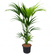 Howea Forsteriana | ↑130cm | Ø21 cm