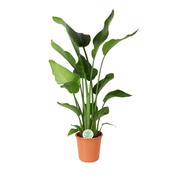 Strelitzia Nicolai | ↑110 cm | Ø24 cm