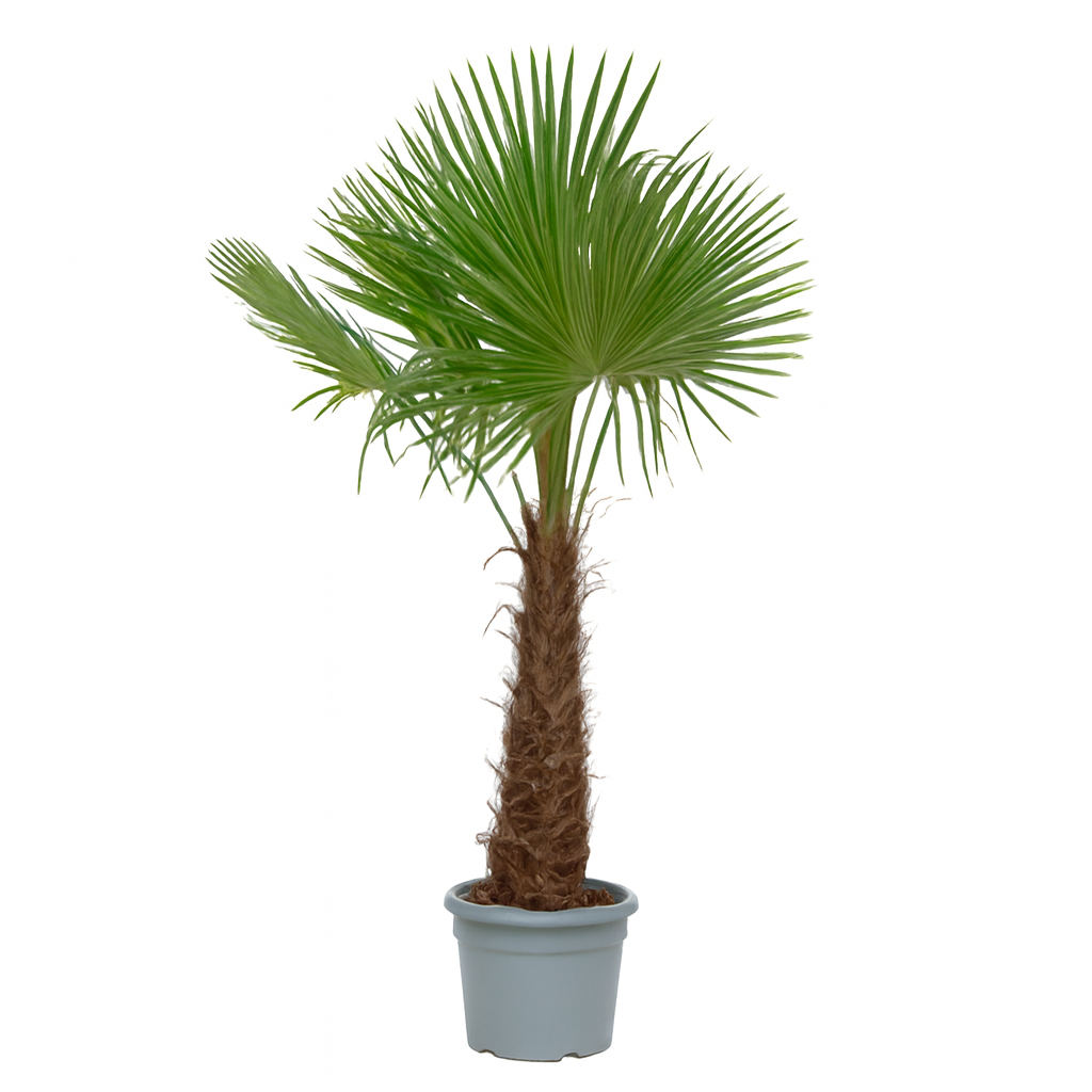 Trachycarpus Fortunei | ↑250 cm | Ø55 cm