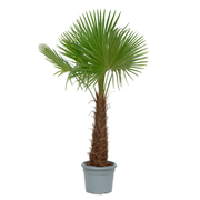 Trachycarpus Fortunei | ↑250 cm | Ø55 cm