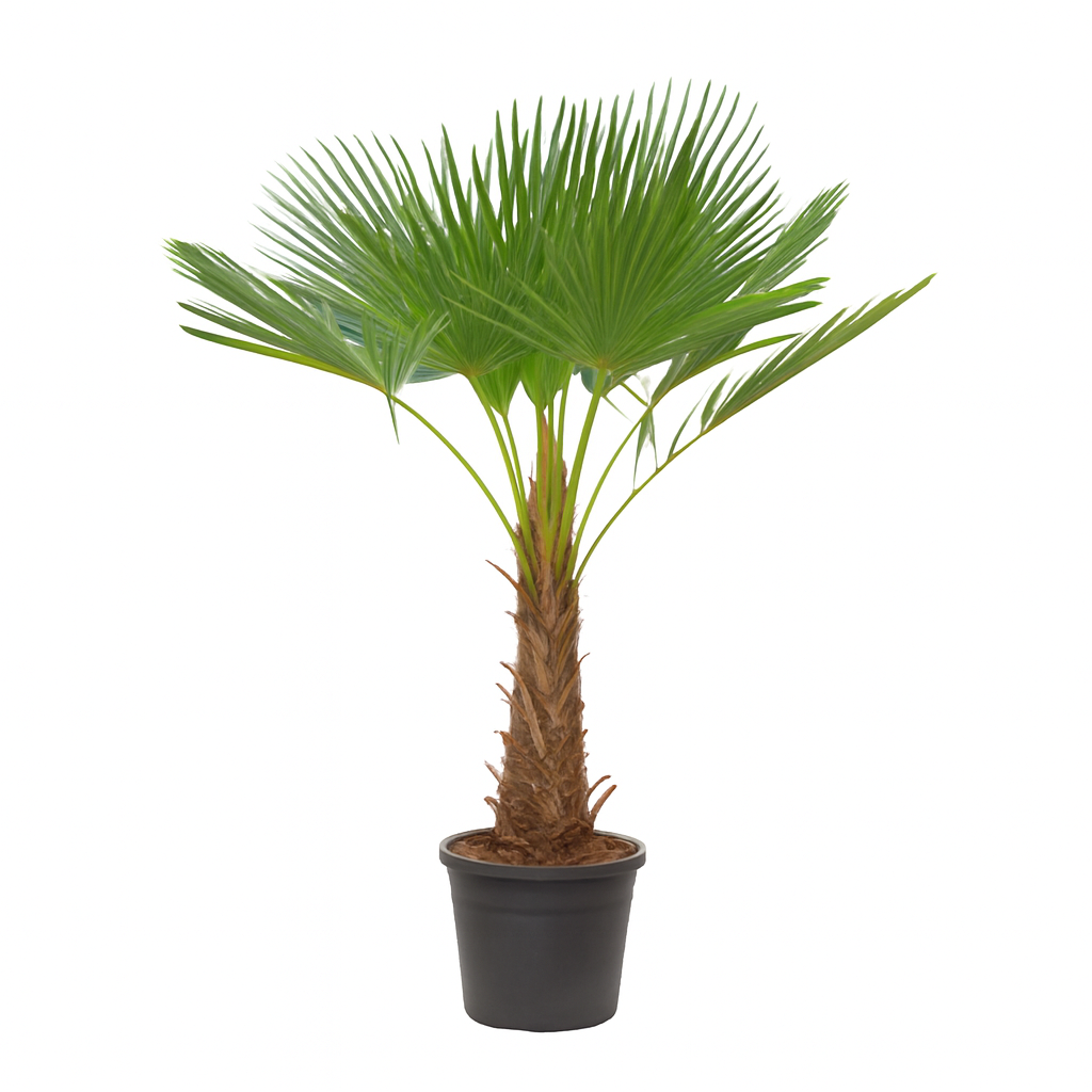 Trachycarpus Fortuneii | ↑190 cm | Ø40 cm