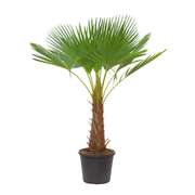 Trachycarpus Fortuneii | ↑190 cm | Ø40 cm