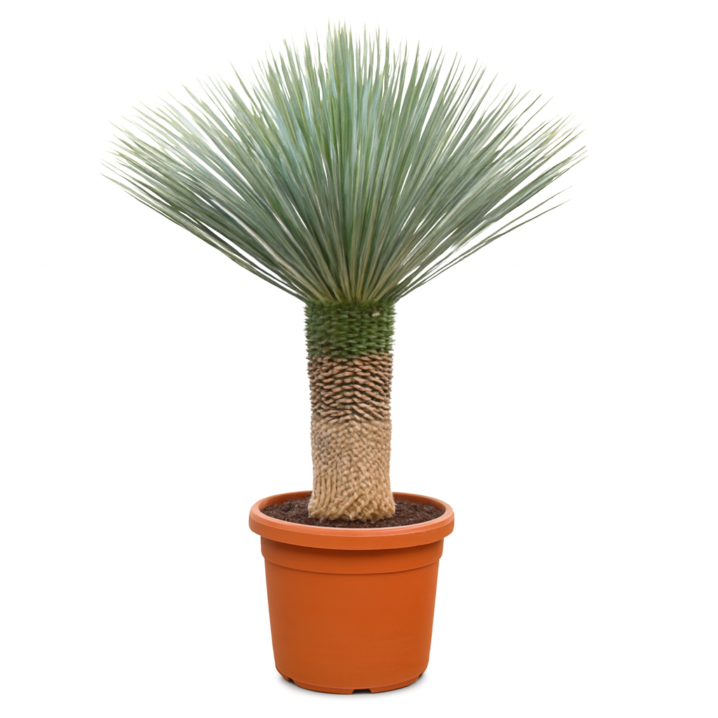 Yucca Rostrata | ↑150 cm | Ø55 cm