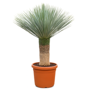 Yucca Rostrata | ↑150 cm | Ø55 cm