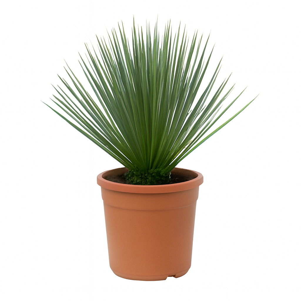 Yucca Rostrata | ↑60 cm | Ø24 cm