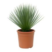 Yucca Rostrata | ↑60 cm | Ø24 cm