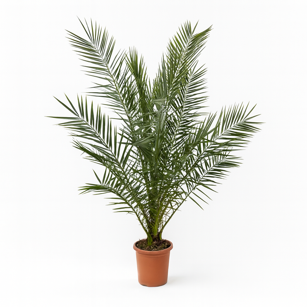Phoenix Canariensis | ↑180 cm | Ø24 cm