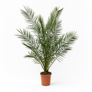 Phoenix Canariensis | ↑180 cm | Ø24 cm