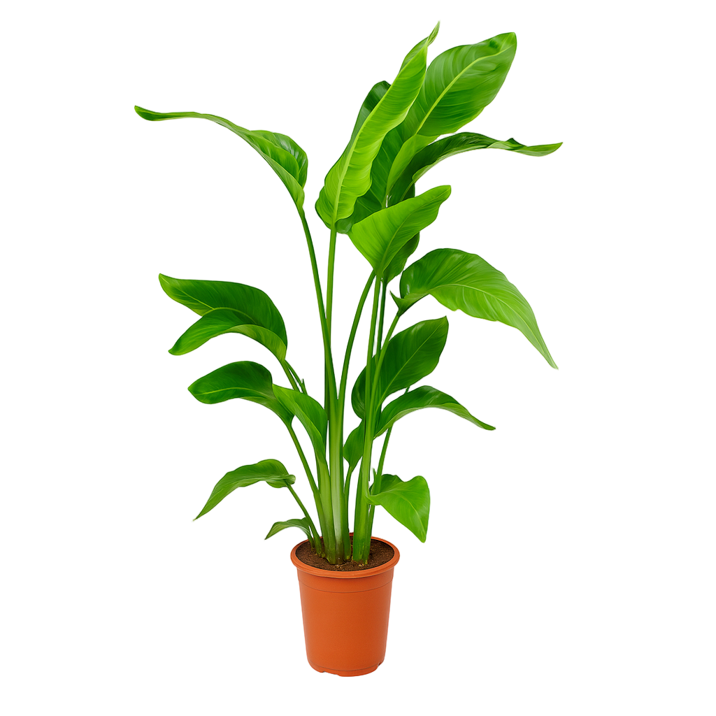 Strelitzia Nicolai | ↑90 cm | Ø17 cm