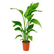 Strelitzia Nicolai | ↑90 cm | Ø17 cm