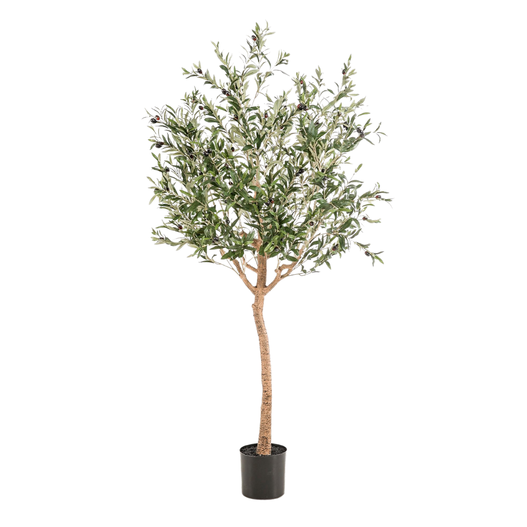 Kunstplant | Olea Europaea | ↑180 cm