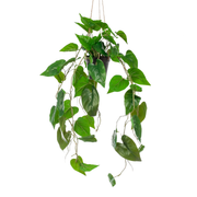 Kunstplant | Philodendron Scandens | ↑80 cm