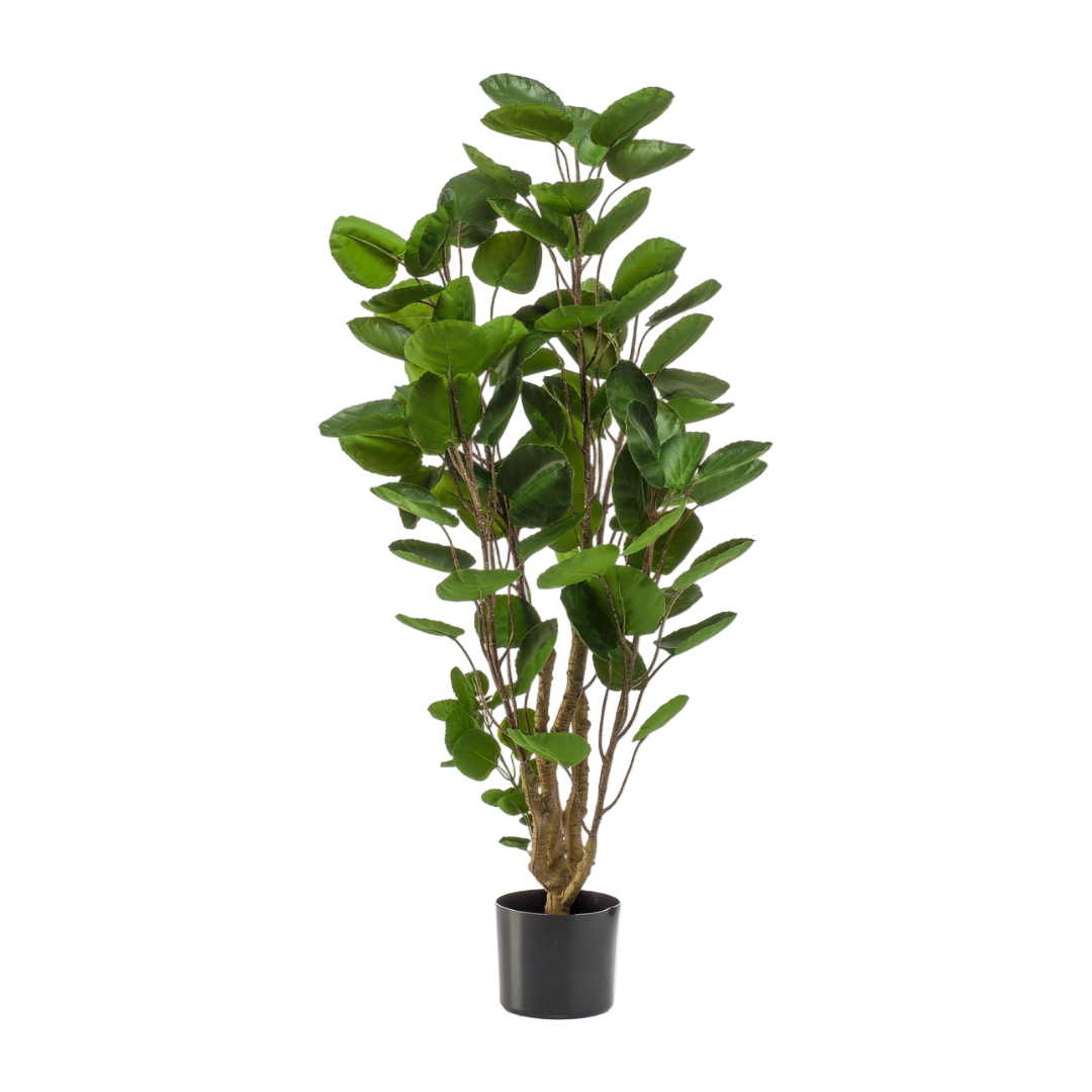 Kunstplant | Polyscias | ↑105 cm