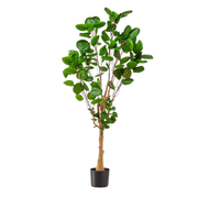 Kunstplant | Polyscias | ↑150 cm