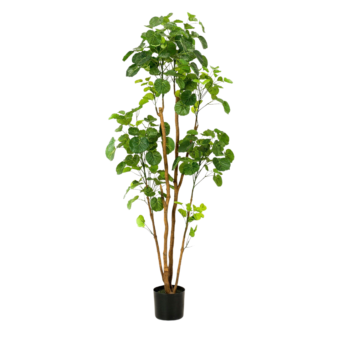 Kunstplant | Polyscias | ↑160 cm