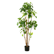 Kunstplant | Polyscias | ↑160 cm