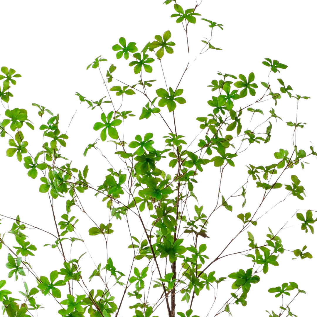 Kunstplant | Tropaeolum Speciosum | ↑210 cm