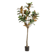 Kunstplant | Magnolia Grandiflora | ↑150 cm