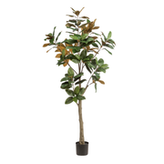 Kunstplant | Magnolia Grandiflora | ↑180 cm