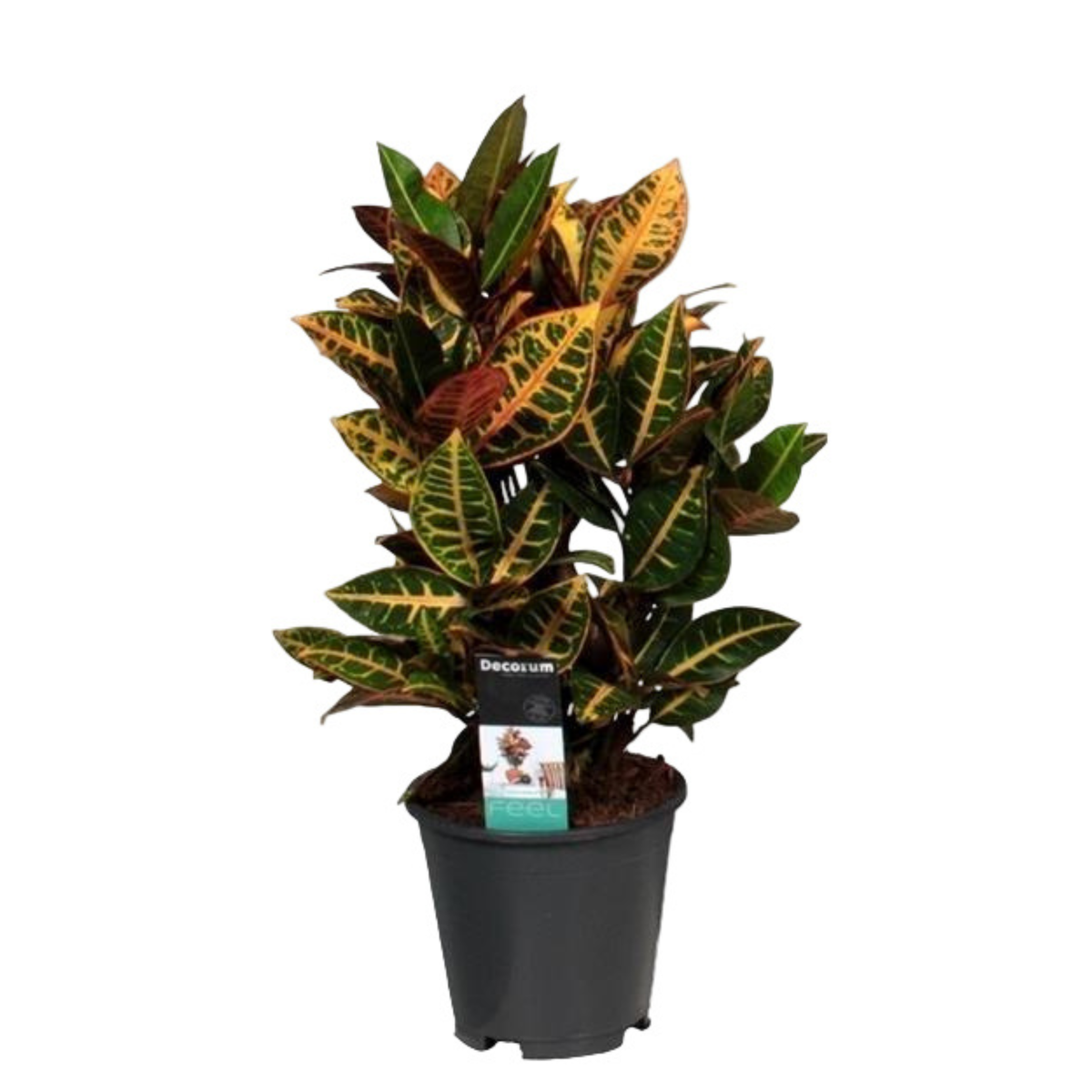 Croton Petra | ↑55 cm | Ø17 cm