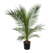 Phoenix Canariensis | ↑160 cm | Ø22 cm