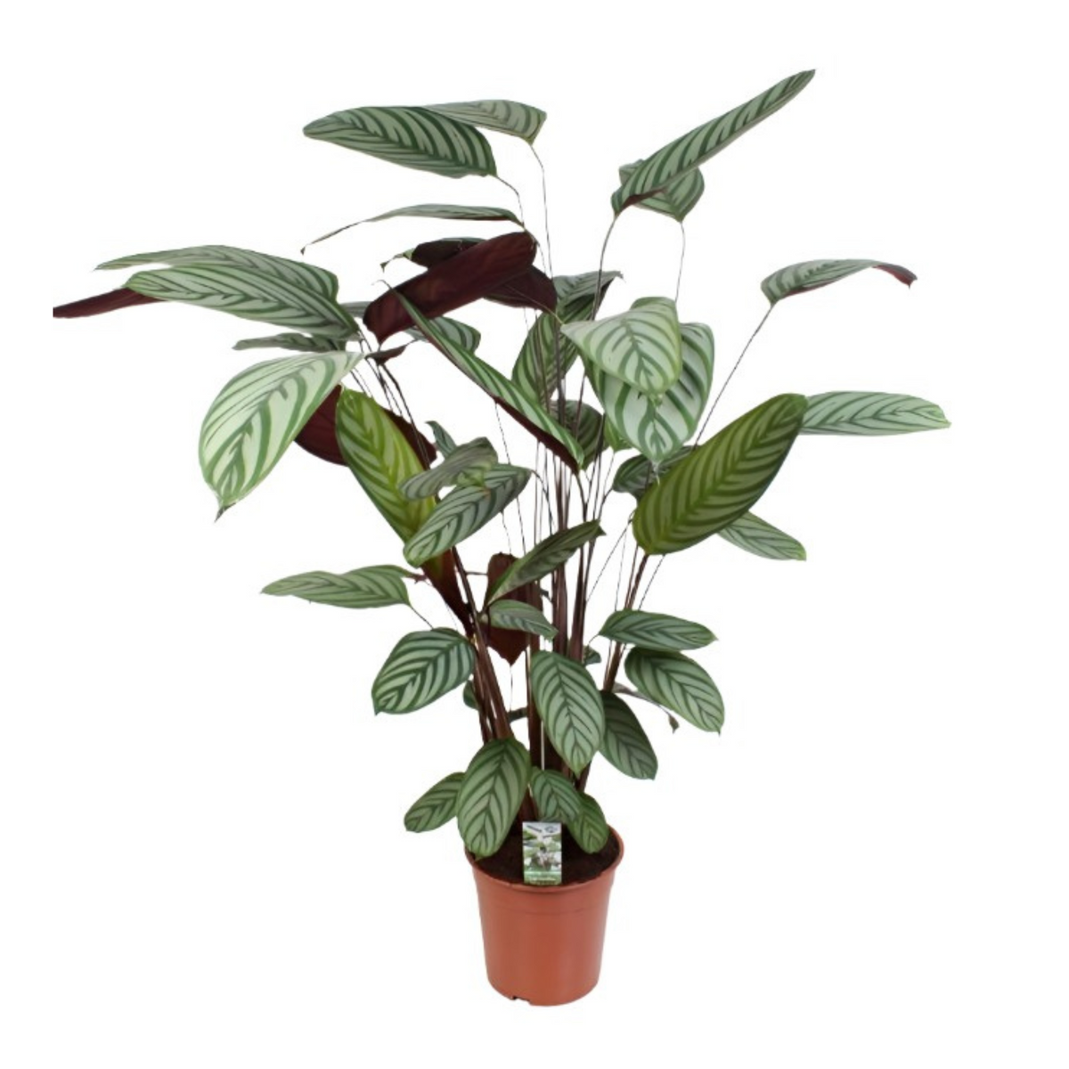 Ctenanthe Oppenheimiana | ↑100 cm | Ø21 cm