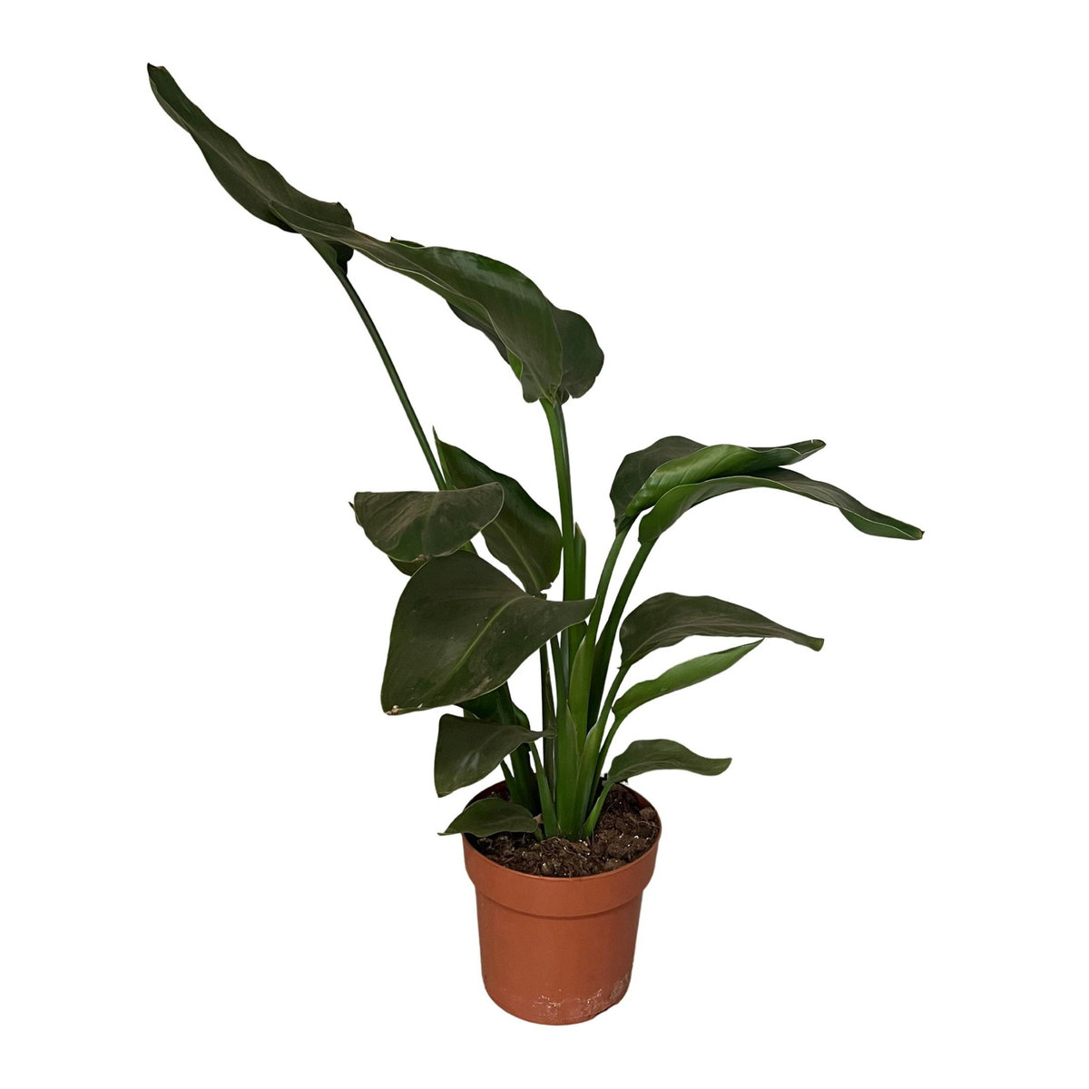 Strelitzia Nicolai | ↑65 cm | Ø17 cm