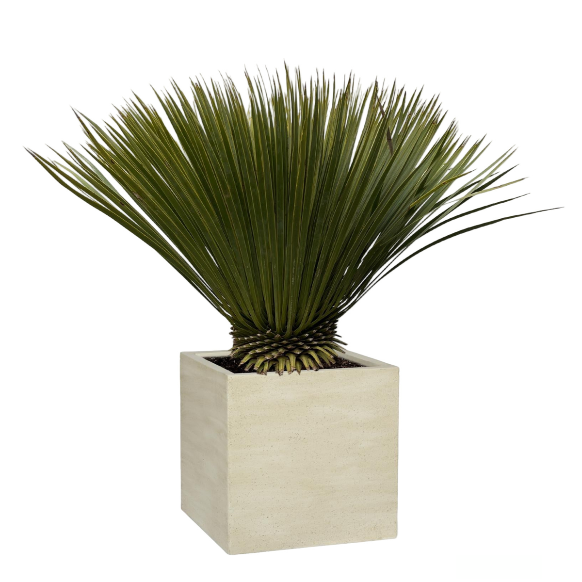 Yucca Rostrata | ↑70 cm | Ø30 cm