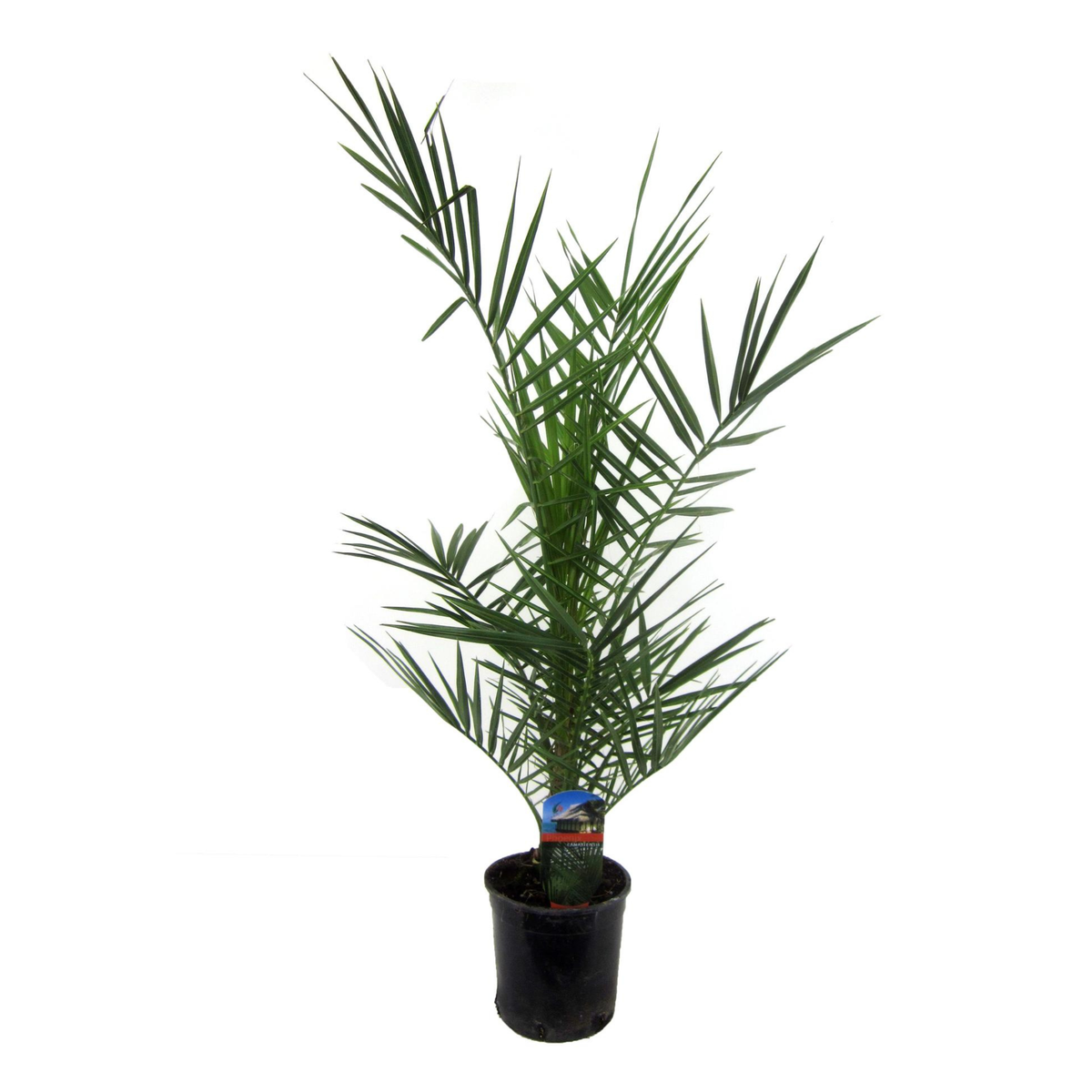 Phoenix Canariensis | ↑80 cm | Ø14 cm