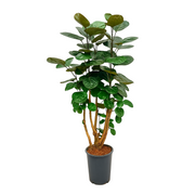 Polyscias Fabian | ↑130 cm | Ø24 cm