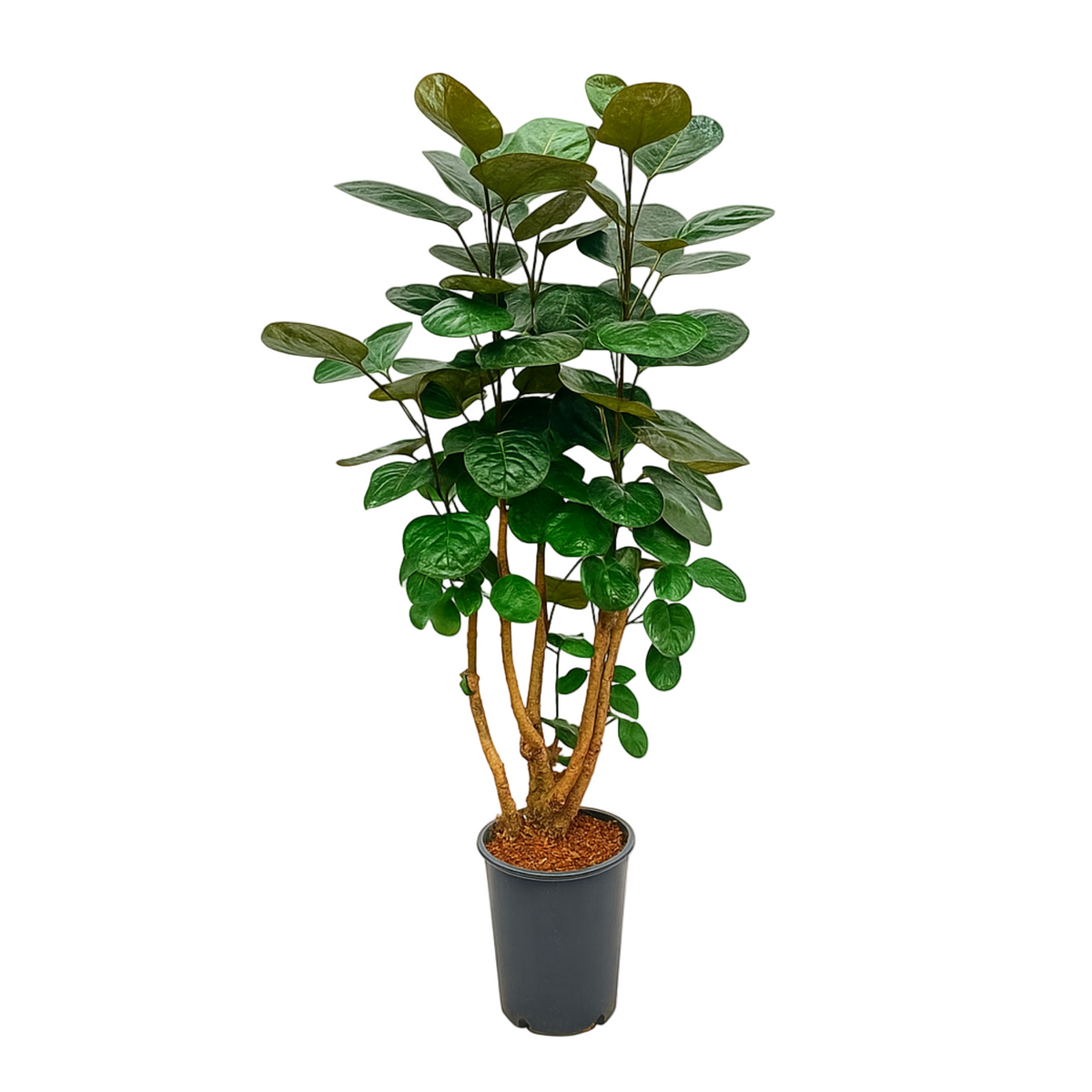 Polyscias Fabian | ↑130 cm | Ø24 cm