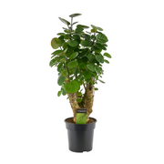Polyscias Fabian | ↑60 cm | Ø17 cm