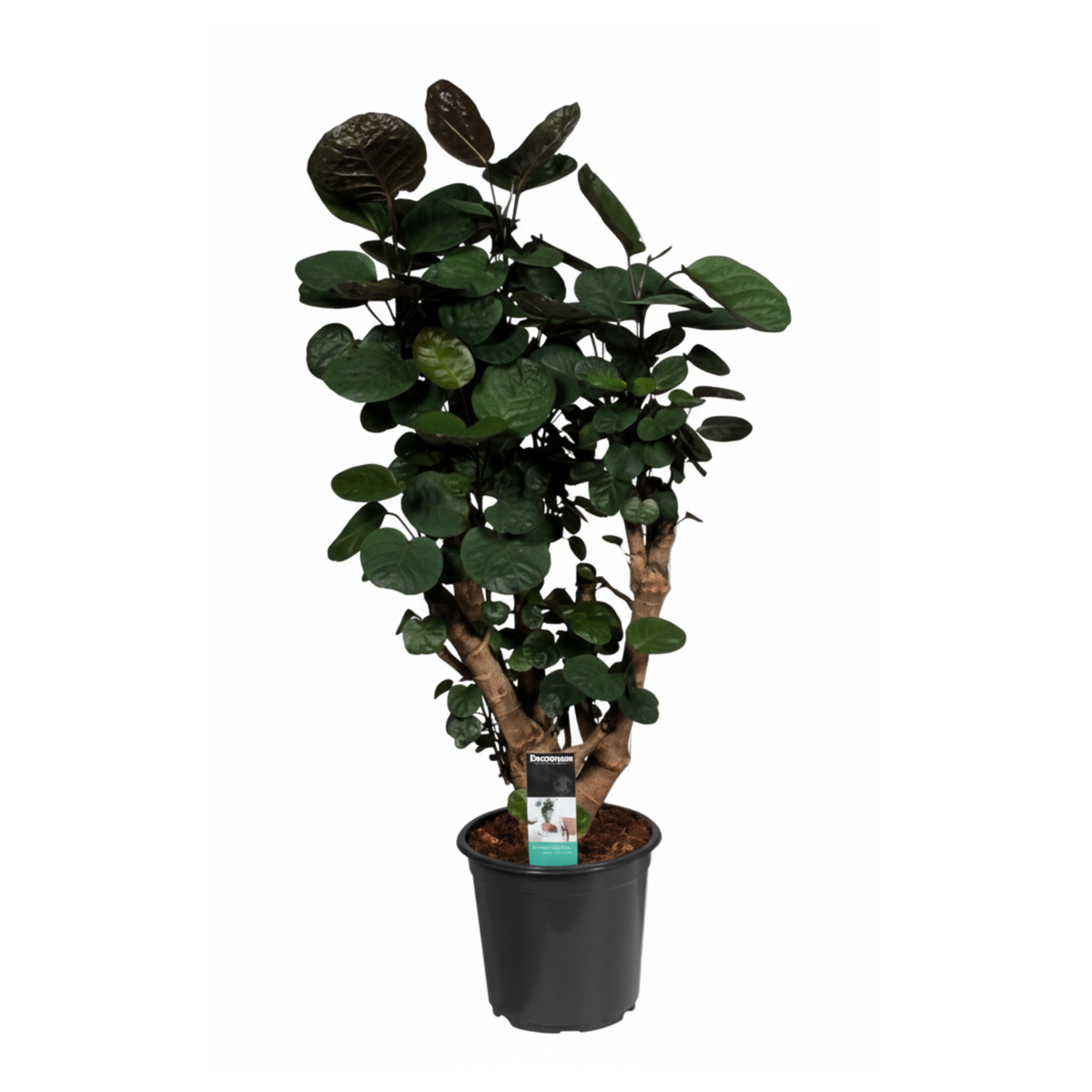 Polyscias Fabian | ↑95 cm | Ø21 cm