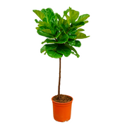 Ficus Lyrata Stam | ↑130 cm | Ø24 cm