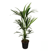 Howea Forsteriana | ↑110 cm | Ø21 cm