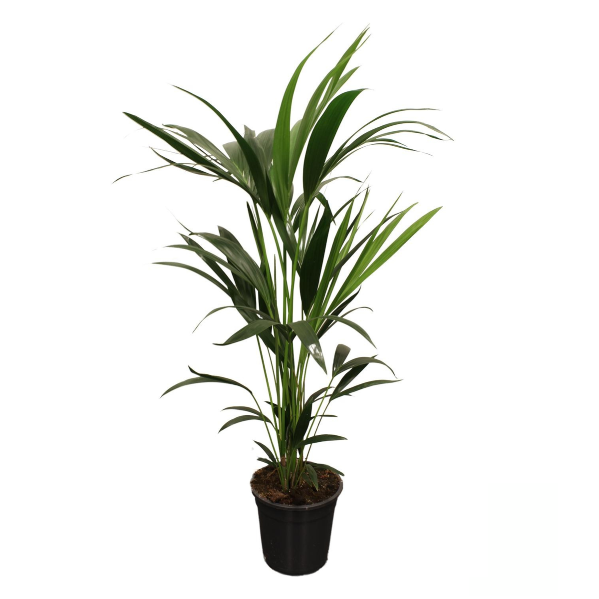 Howea Forsteriana | ↑110 cm | Ø21 cm