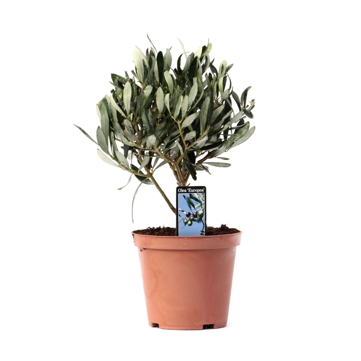 Olea Europaea | ↑21 cm | Ø13 cm