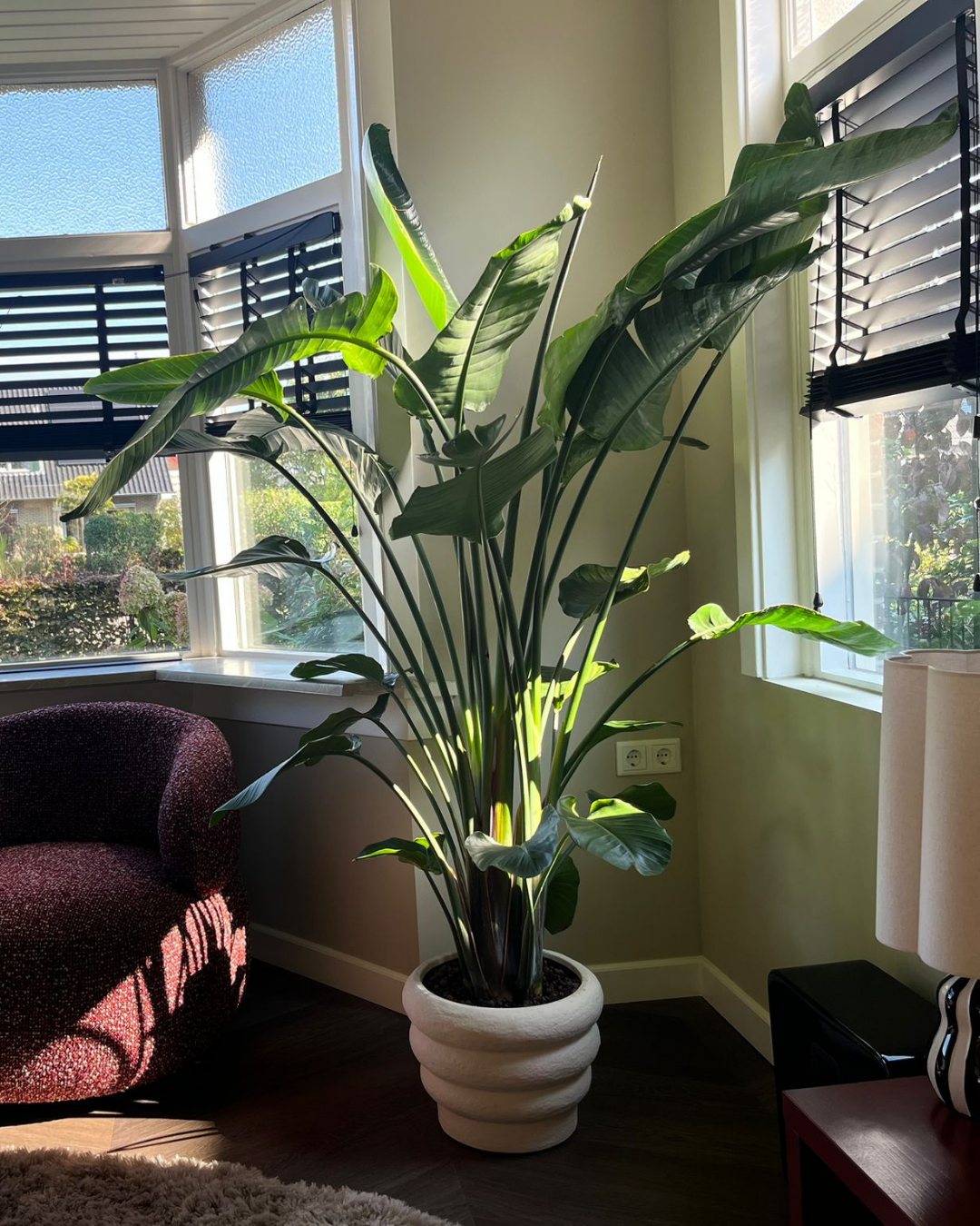 Botanic Blend