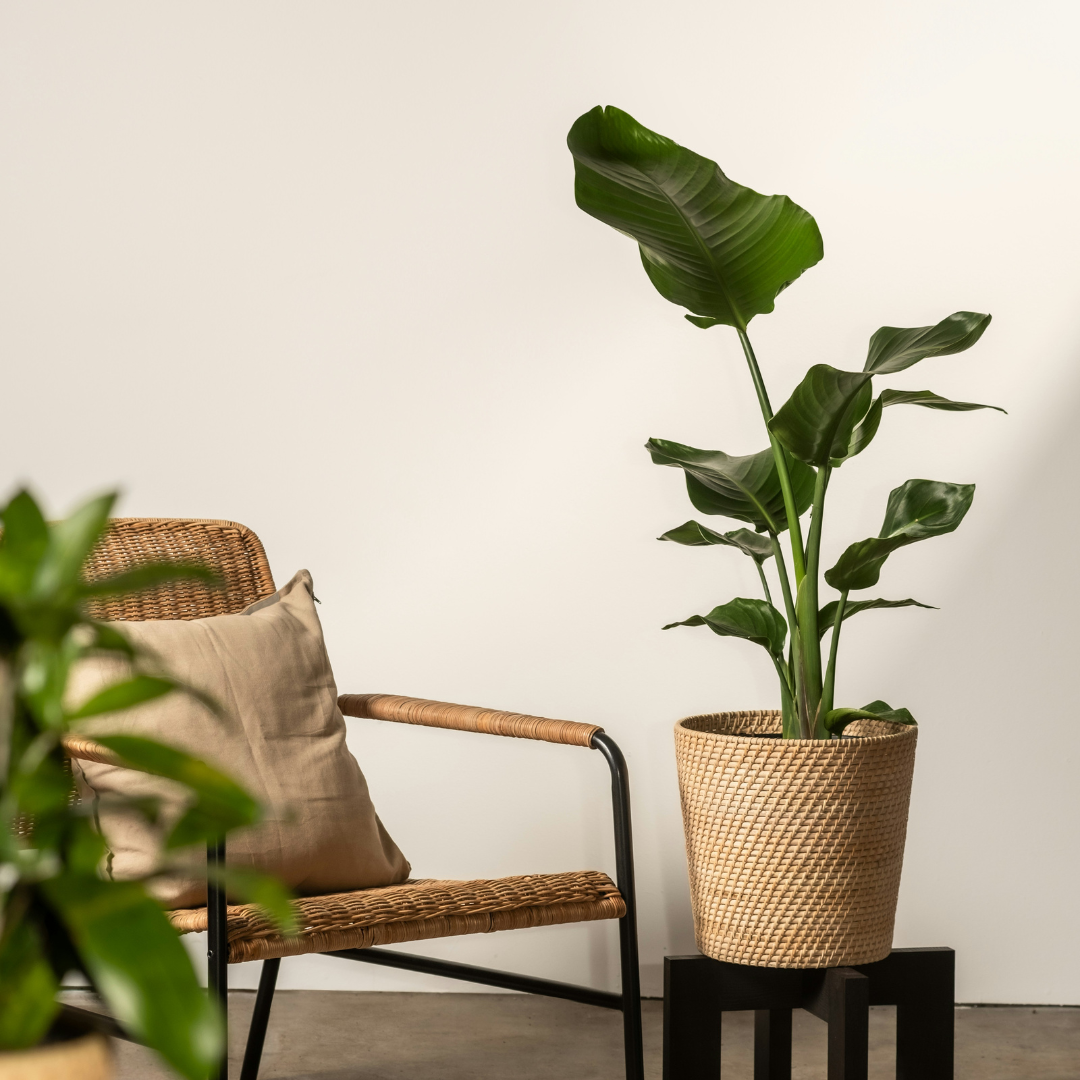 Botanic Blend