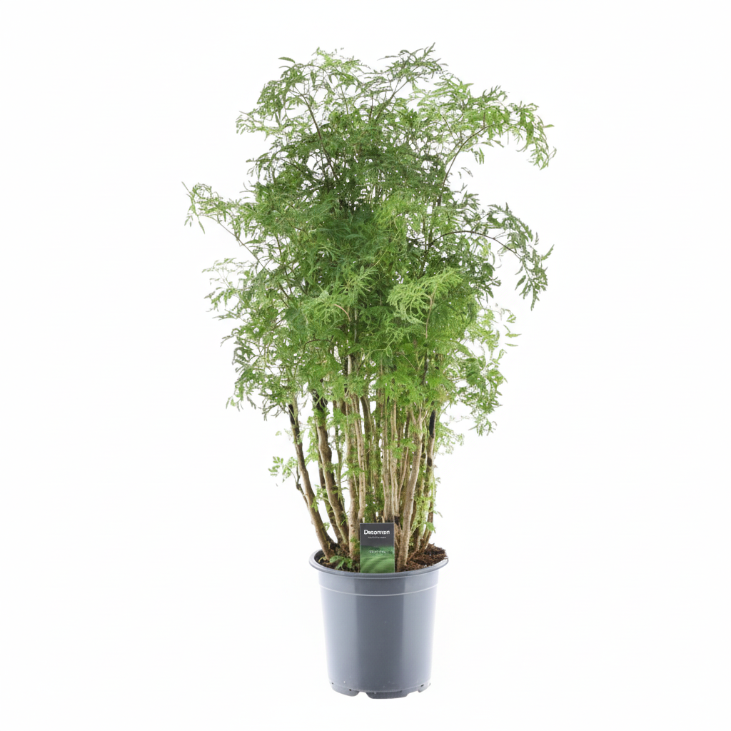 Polyscias Hawaiiana Ming | ↑100 cm | Ø24 cm