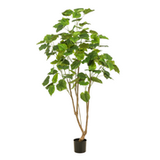 Kunstplant | Ficus Umbellate | ↑180 cm
