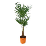 Trachycarpus Fortuneii | ↑140 cm | Ø27 cm