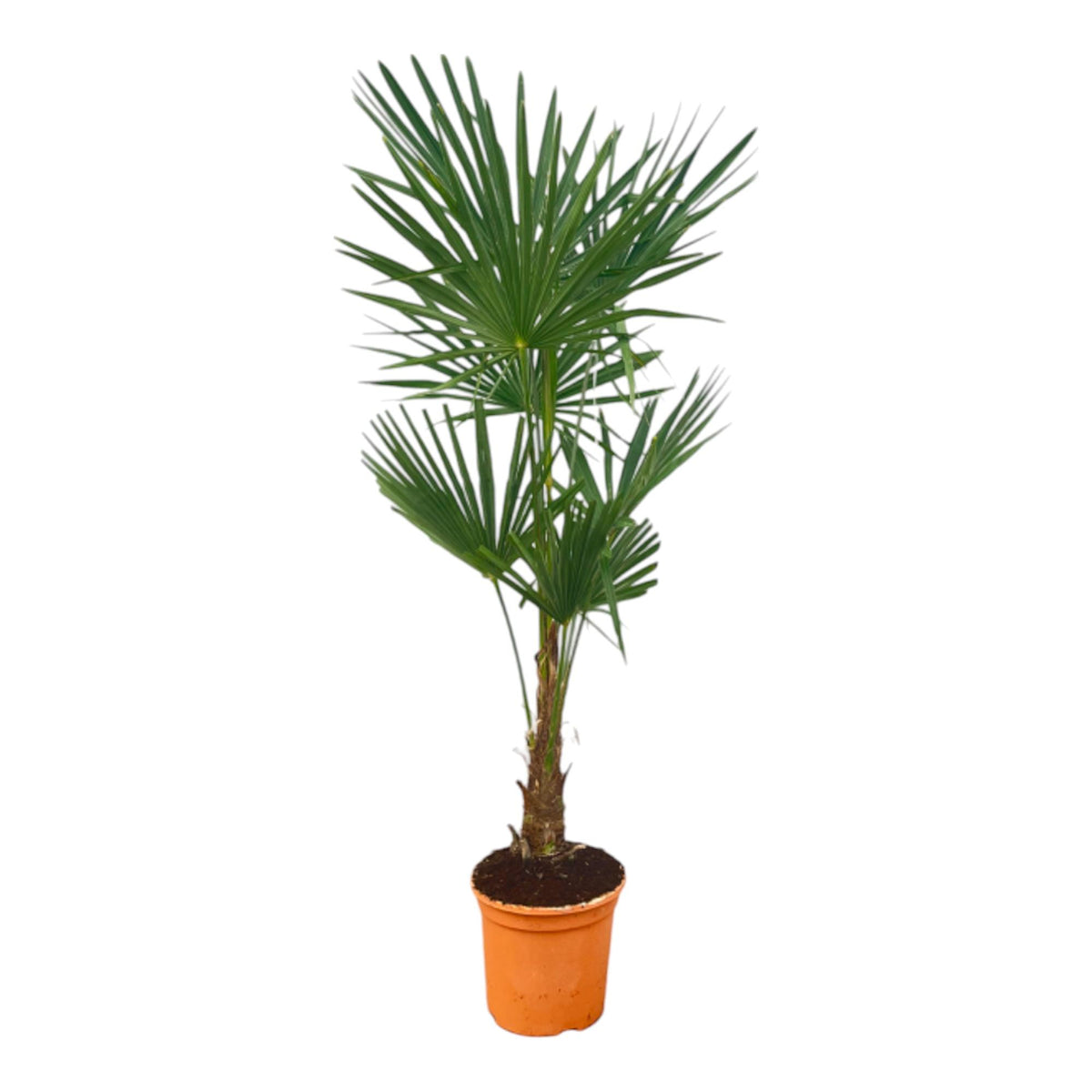 Trachycarpus Fortuneii | ↑140 cm | Ø27 cm