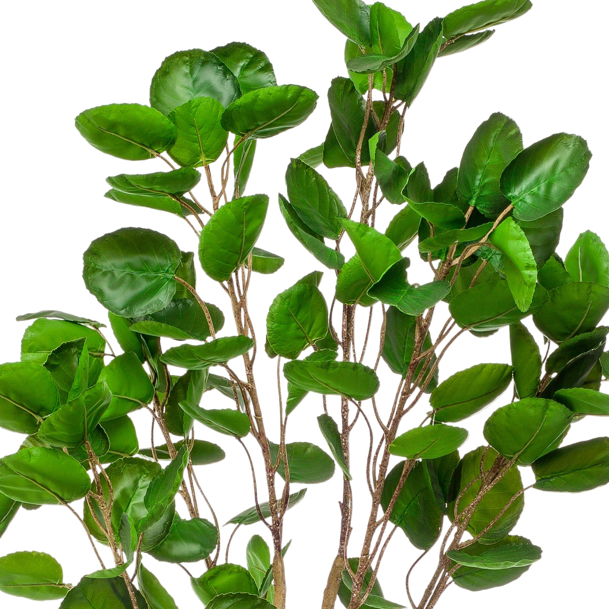 Kunstplant | Polyscias | ↑150 cm