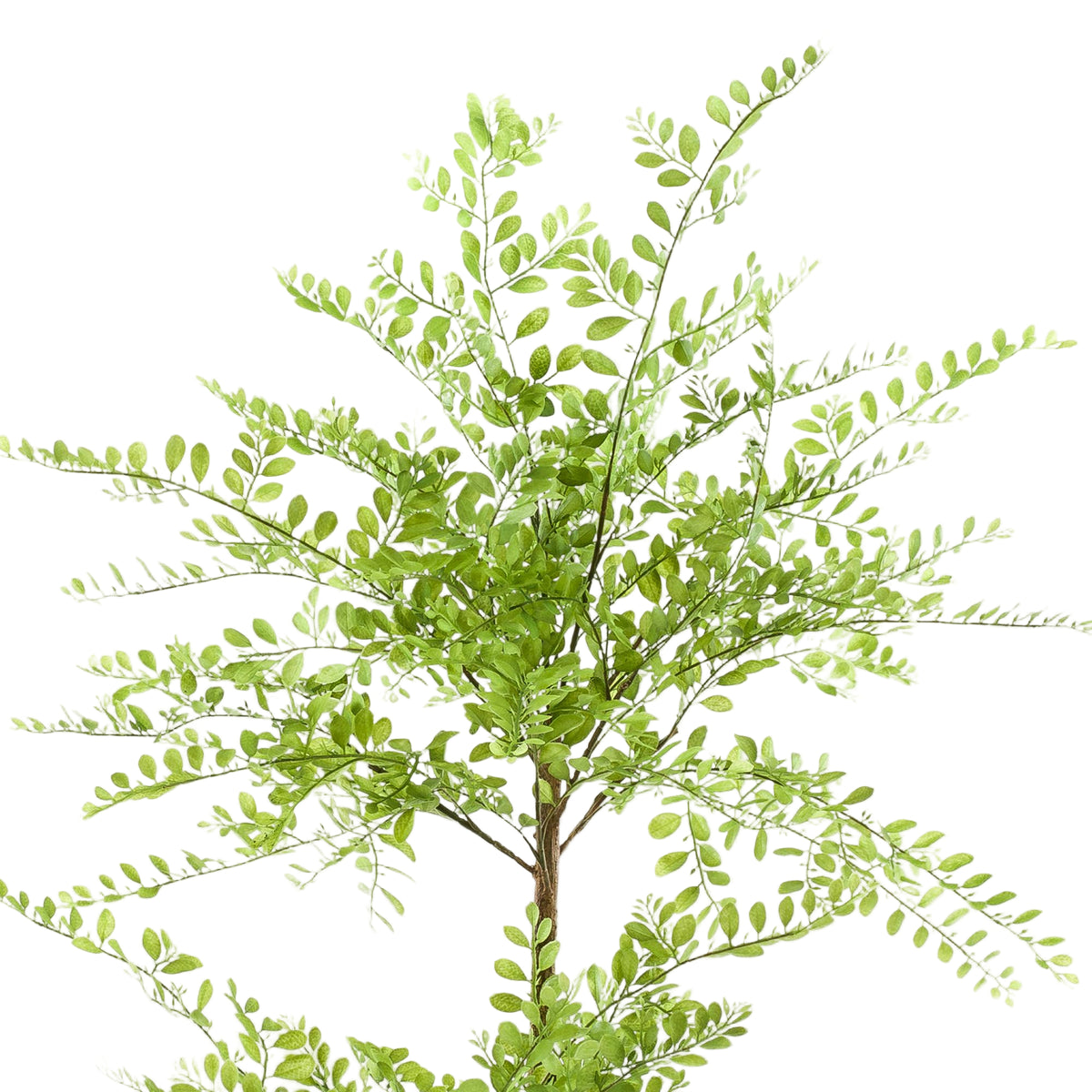 Kunstplant |  Sophora Tree | ↑140 cm