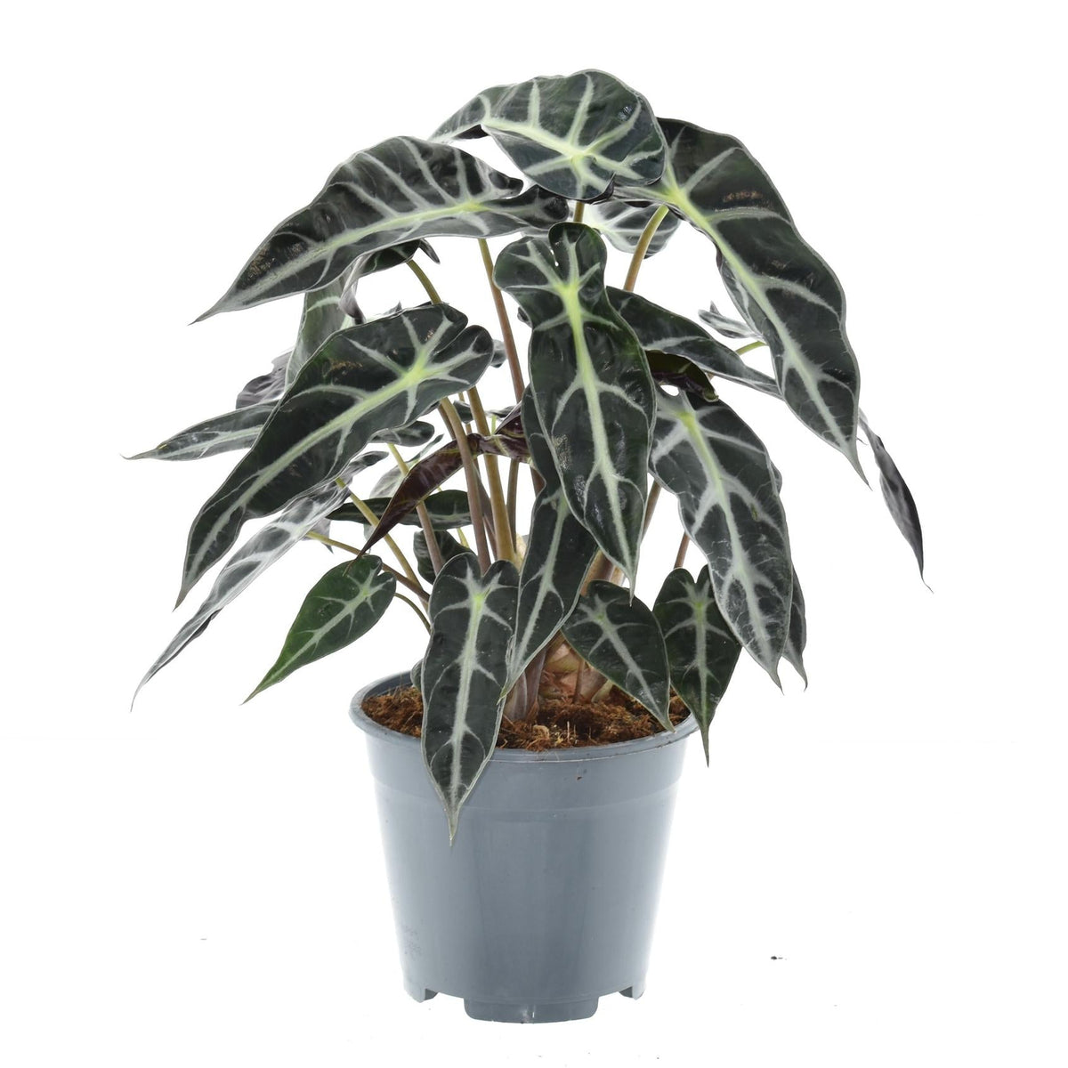 Alocasia Bambino Arrow | ↑40 cm | Ø14 cm