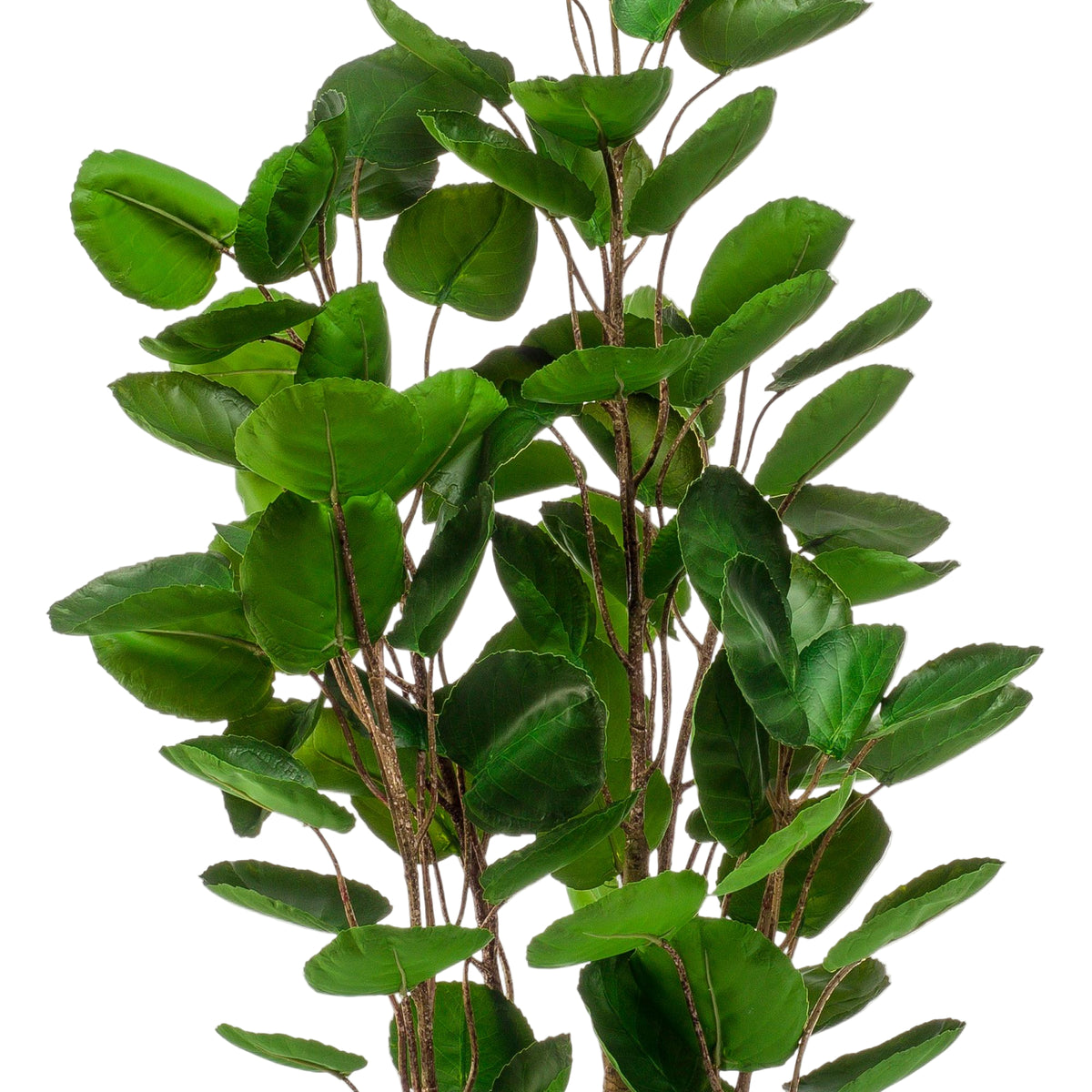 Kunstplant | Polyscias | ↑105 cm